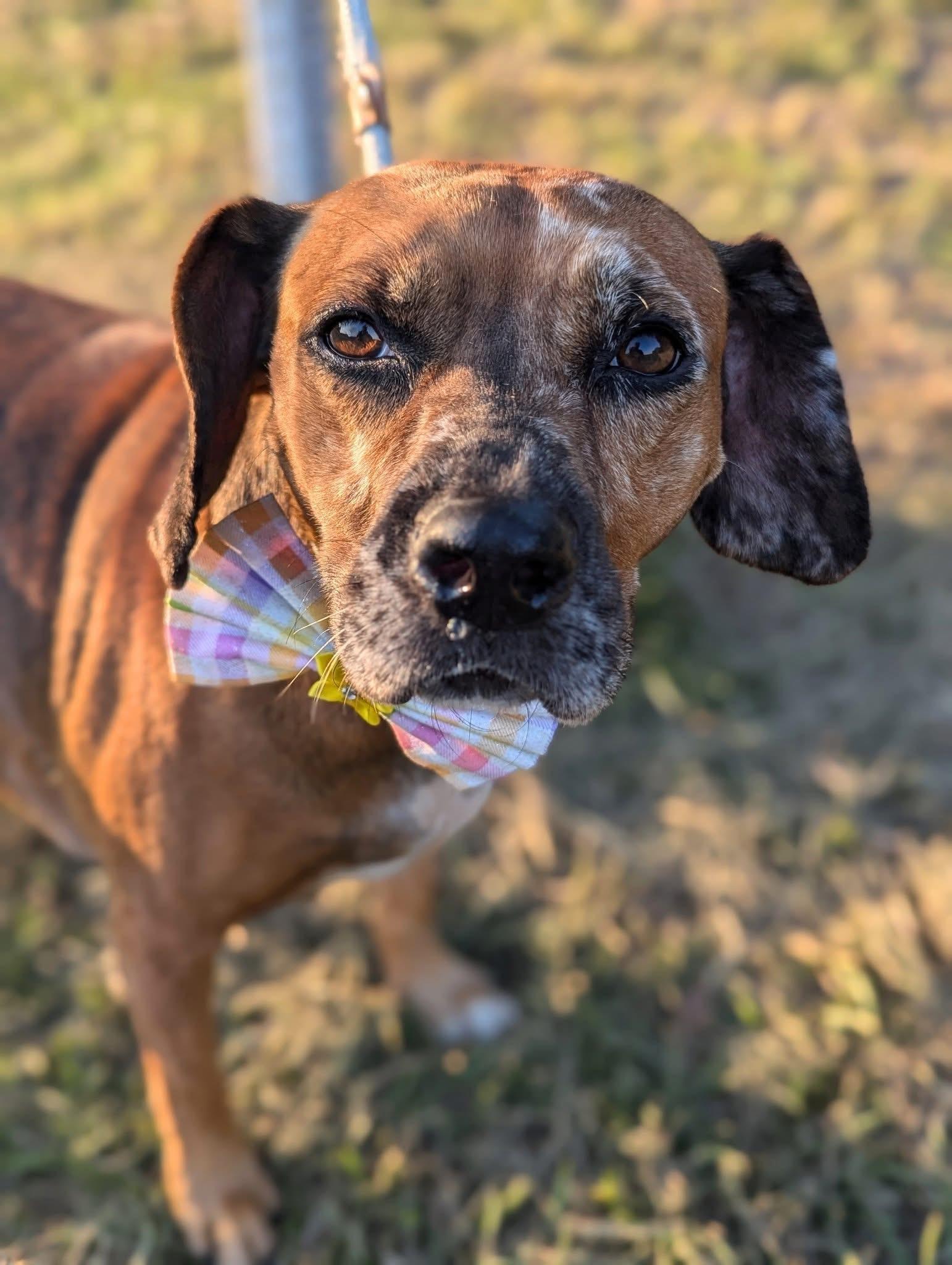 Duchess, ADOPTABLE, Adult Female Beagle & Hound.