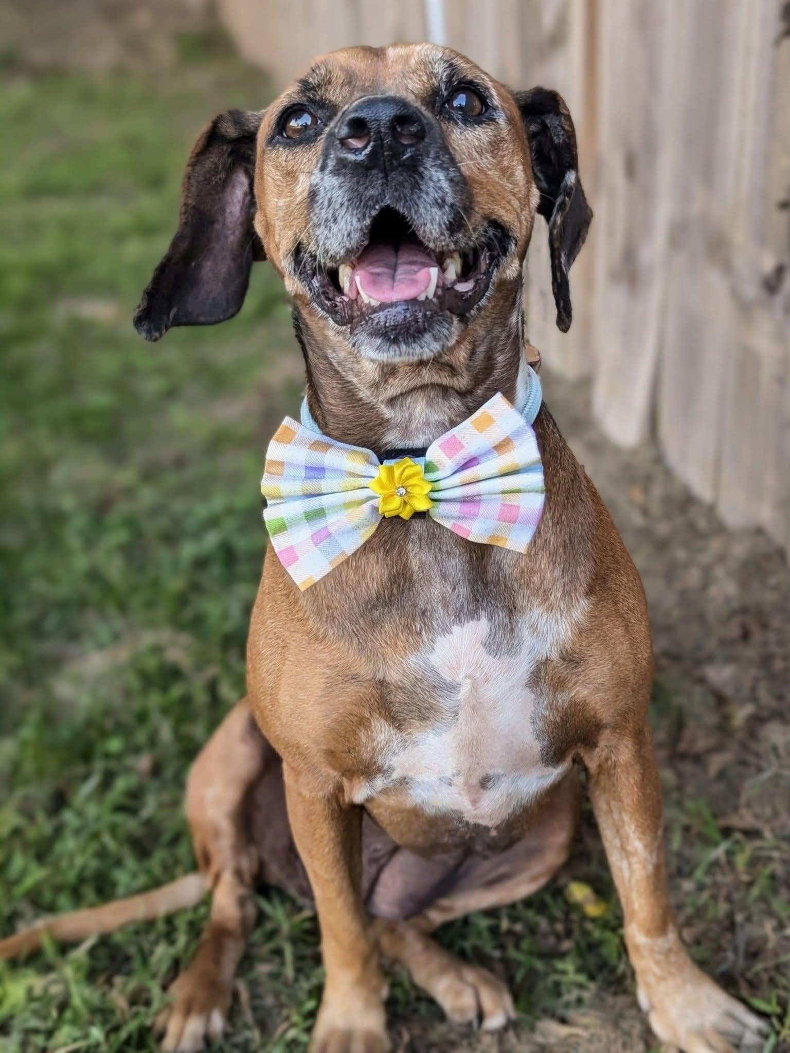 Duchess, a ADOPTABLE mixed breed in Mendham, NJ image 6/6