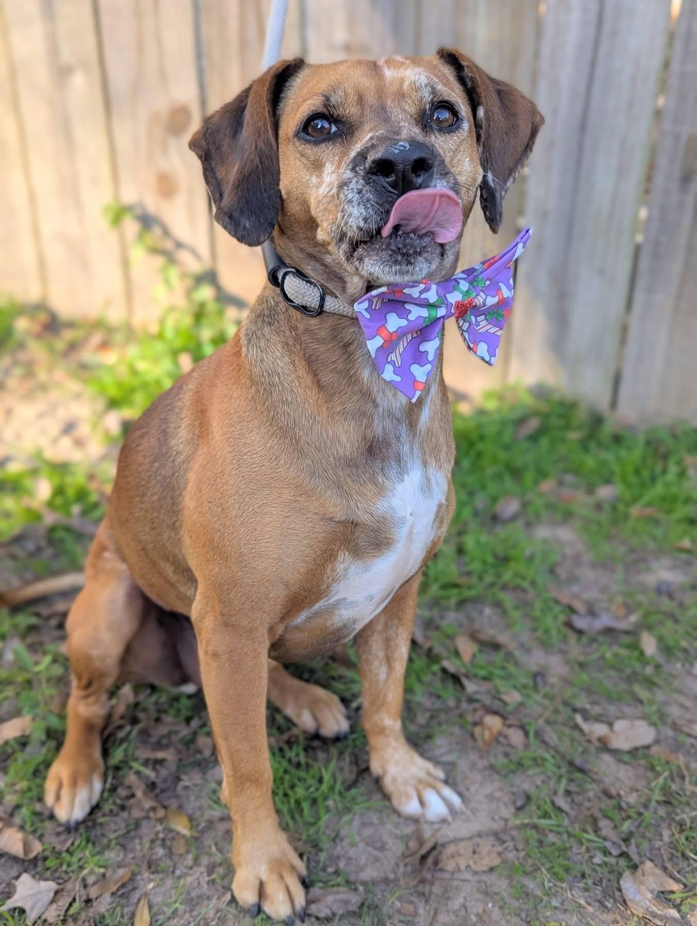 Duchess, a ADOPTABLE mixed breed in Mendham, NJ image 4/6