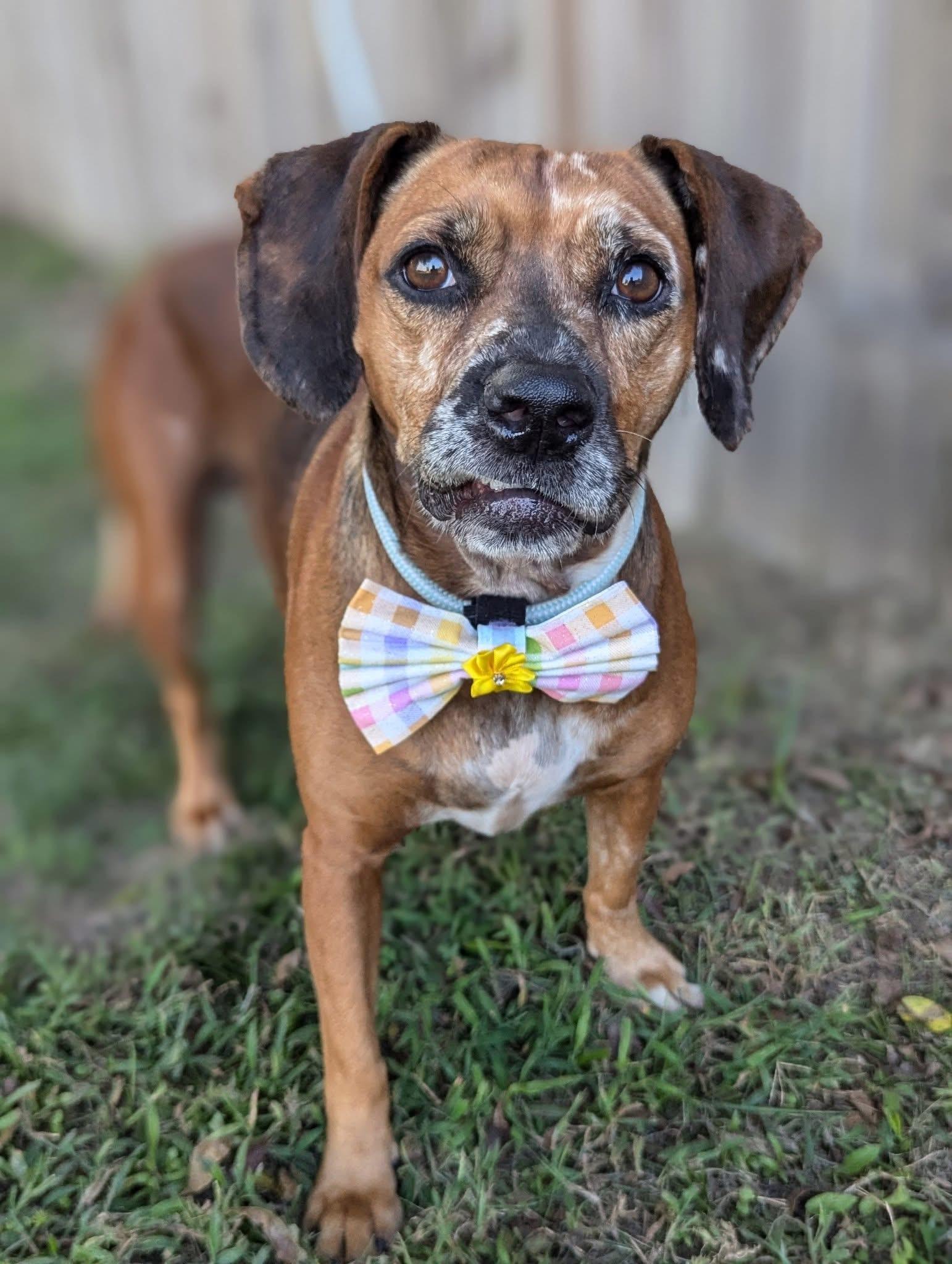 Duchess, a ADOPTABLE mixed breed in Mendham, NJ image 3/6