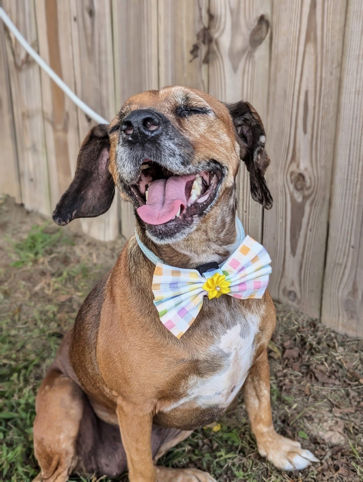 Duchess, a ADOPTABLE mixed breed in Mendham, NJ image 5/6