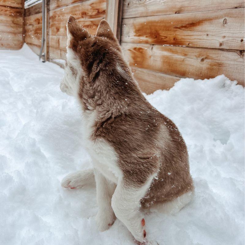 Enlarge Velma, an adopted mixed breed in Jackson, WY image 5/6
