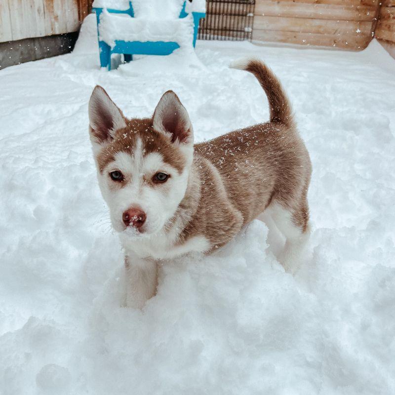 Enlarge Velma, an adopted mixed breed in Jackson, WY image 3/6