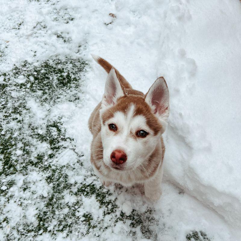 Enlarge Velma, an adopted mixed breed in Jackson, WY image 6/6