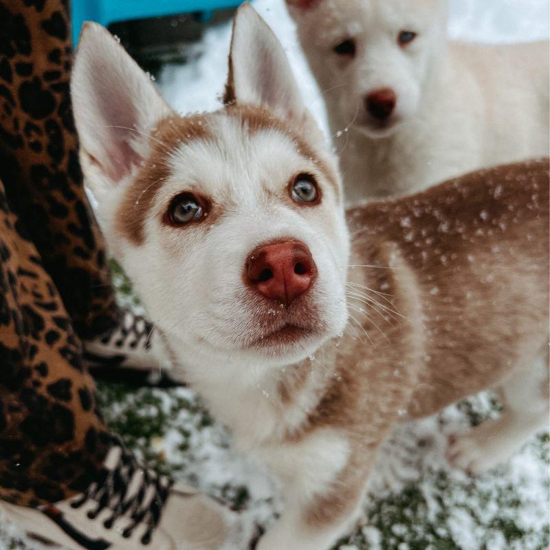 Enlarge Velma, an adopted mixed breed in Jackson, WY image 1/6