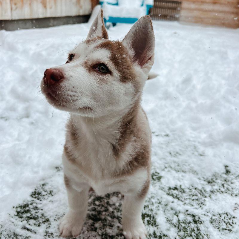 Enlarge Velma, an adopted mixed breed in Jackson, WY image 4/6
