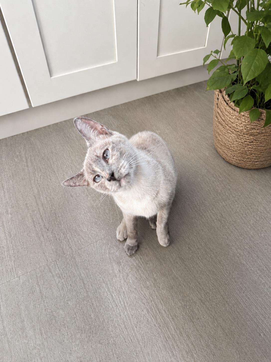 Ms. Bellum, a Adoptable Siamese in Rio Linda, CA image 1/3
