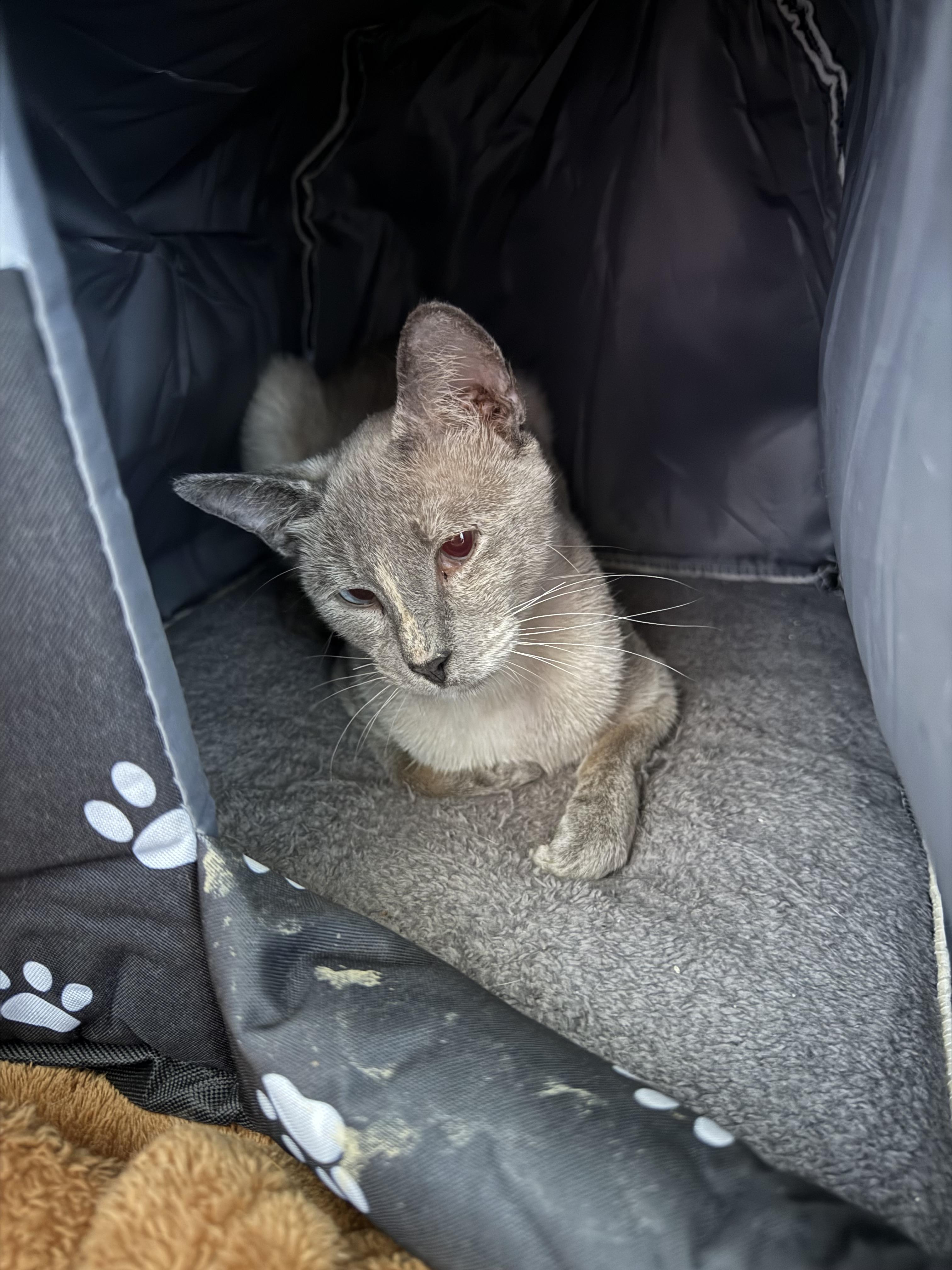 Ms. Bellum, a Adoptable Siamese in Rio Linda, CA image 2/3