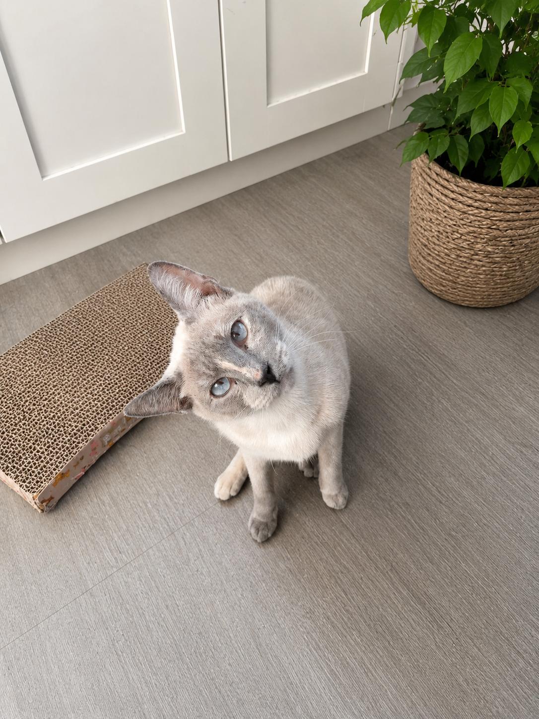 Ms. Bellum, a Adoptable Siamese in Rio Linda, CA image 3/3