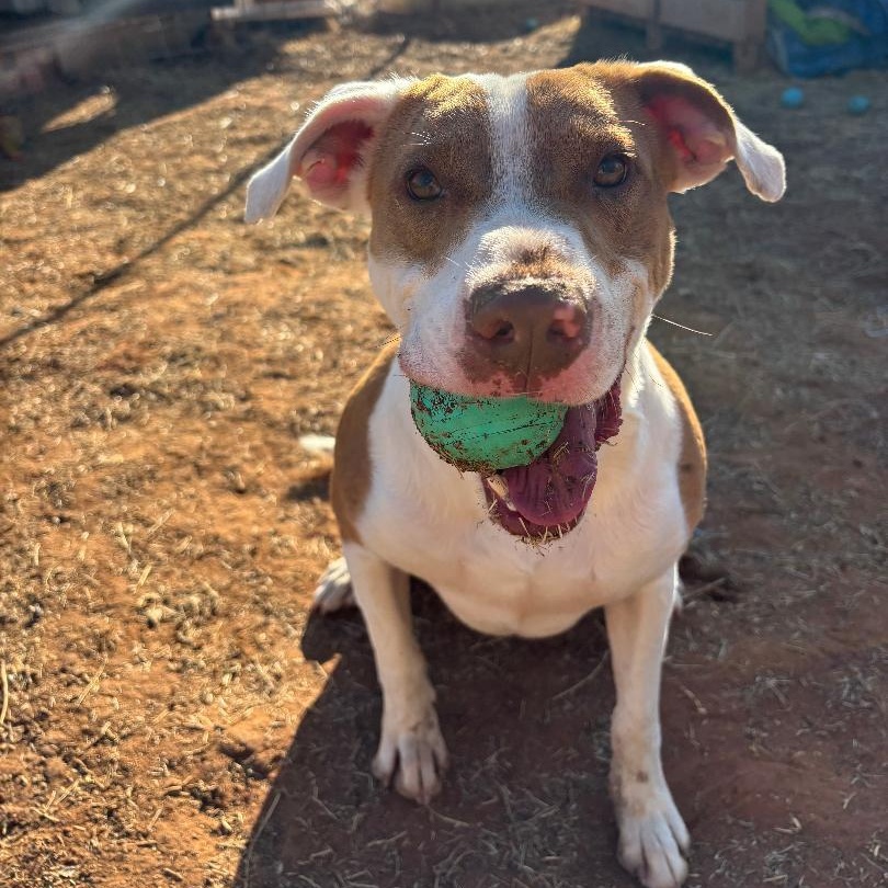 Bandit, a ADOPTABLE mixed breed in Enfield, CT image 2/3
