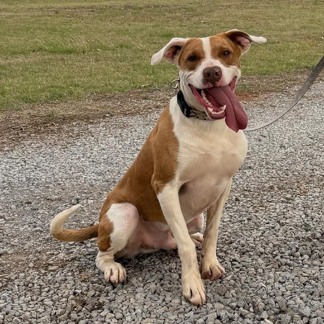 Bandit, ADOPTABLE, Young Male Jack Russell Terrier & Pit Bull Terrier.
