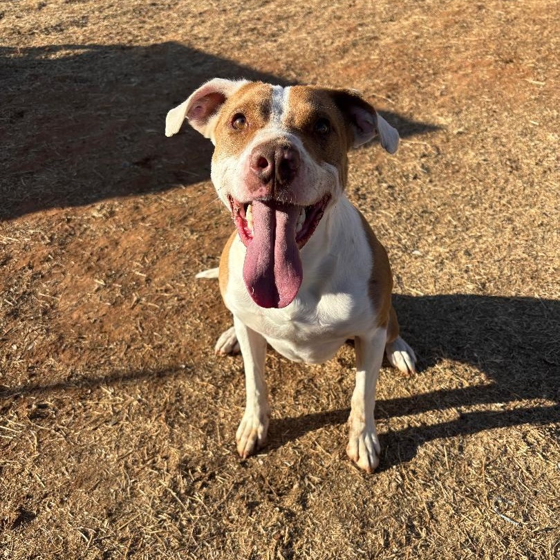 Bandit, a ADOPTABLE mixed breed in Enfield, CT image 3/3