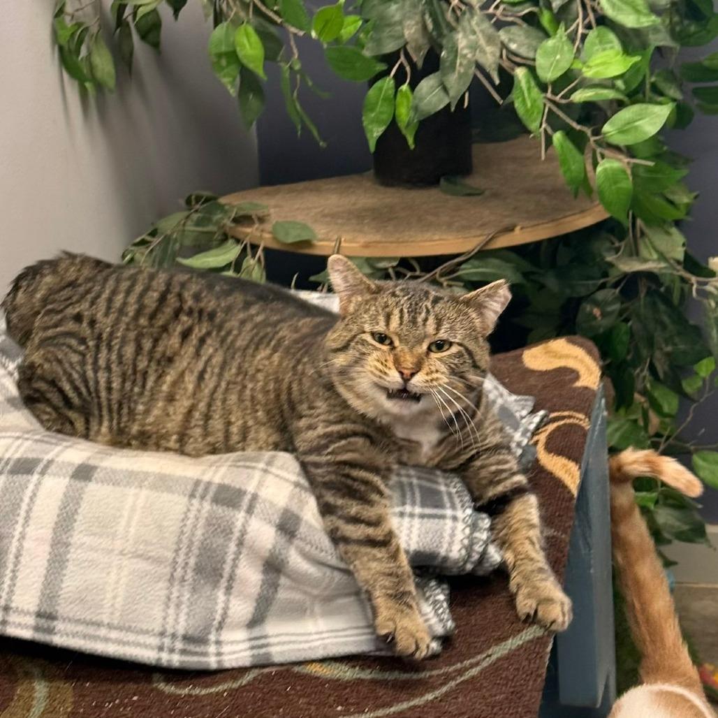 Giacamo, Adoptable, Adult Male Domestic Short Hair.