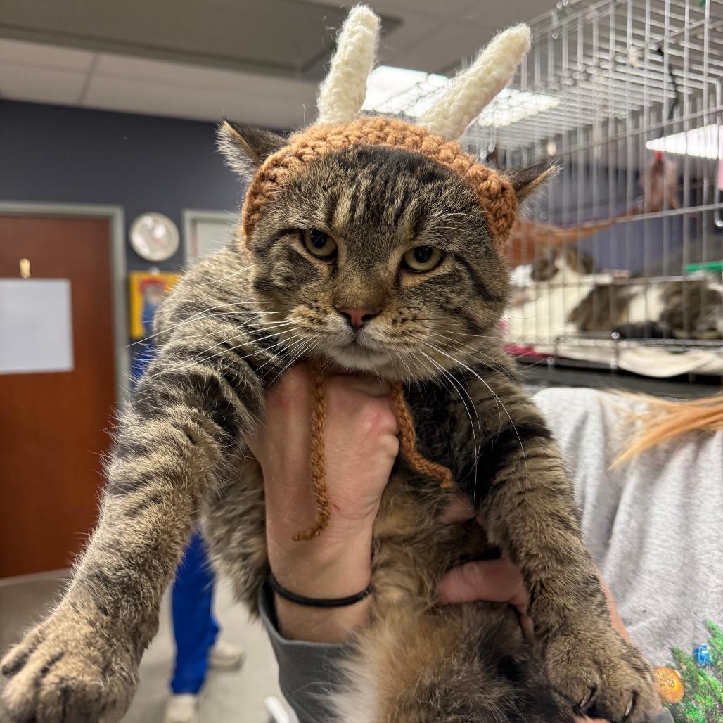 Giacamo, a Adoptable Domestic Short Hair in Richmond, IN image 2/6