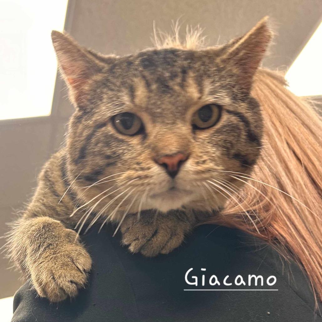 Enlarge Giacamo, a Adoptable Domestic Short Hair in Richmond, IN image 1/5