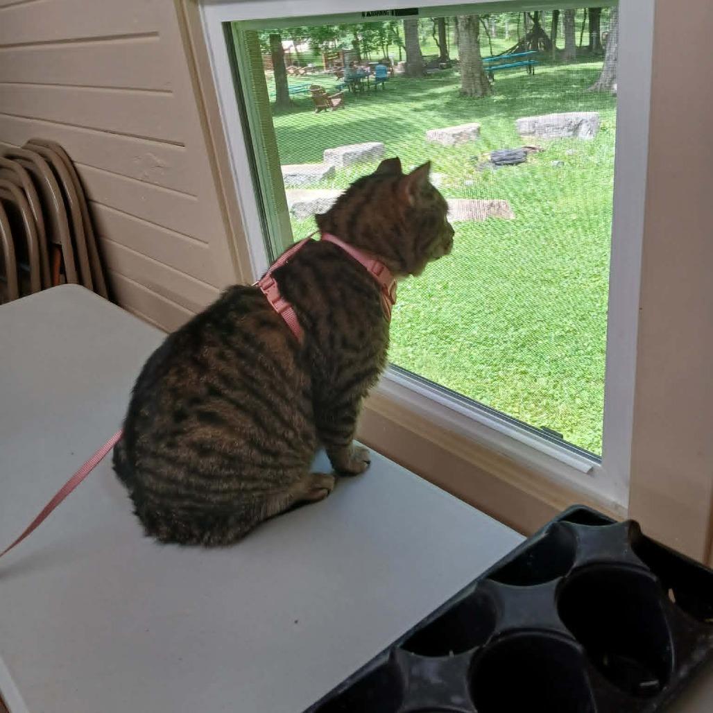 Enlarge Giacamo, a Adoptable Domestic Short Hair in Richmond, IN image 2/5
