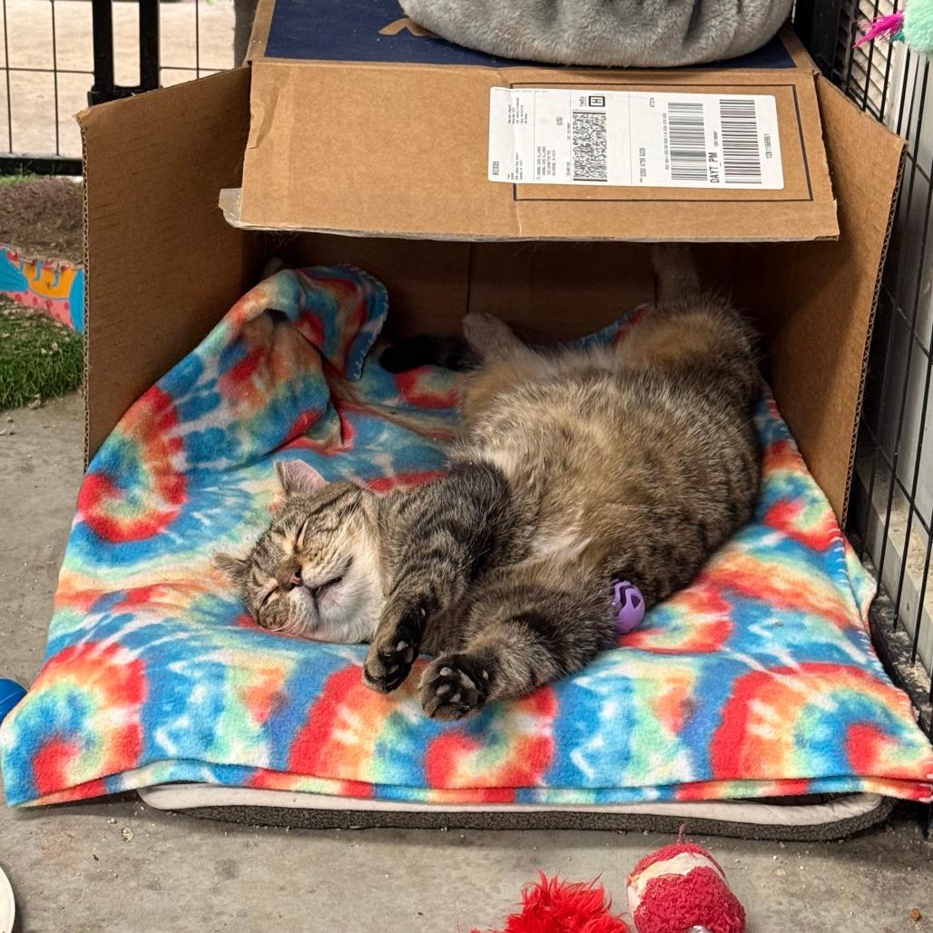 Giacamo, a Adoptable Domestic Short Hair in Richmond, IN image 4/6