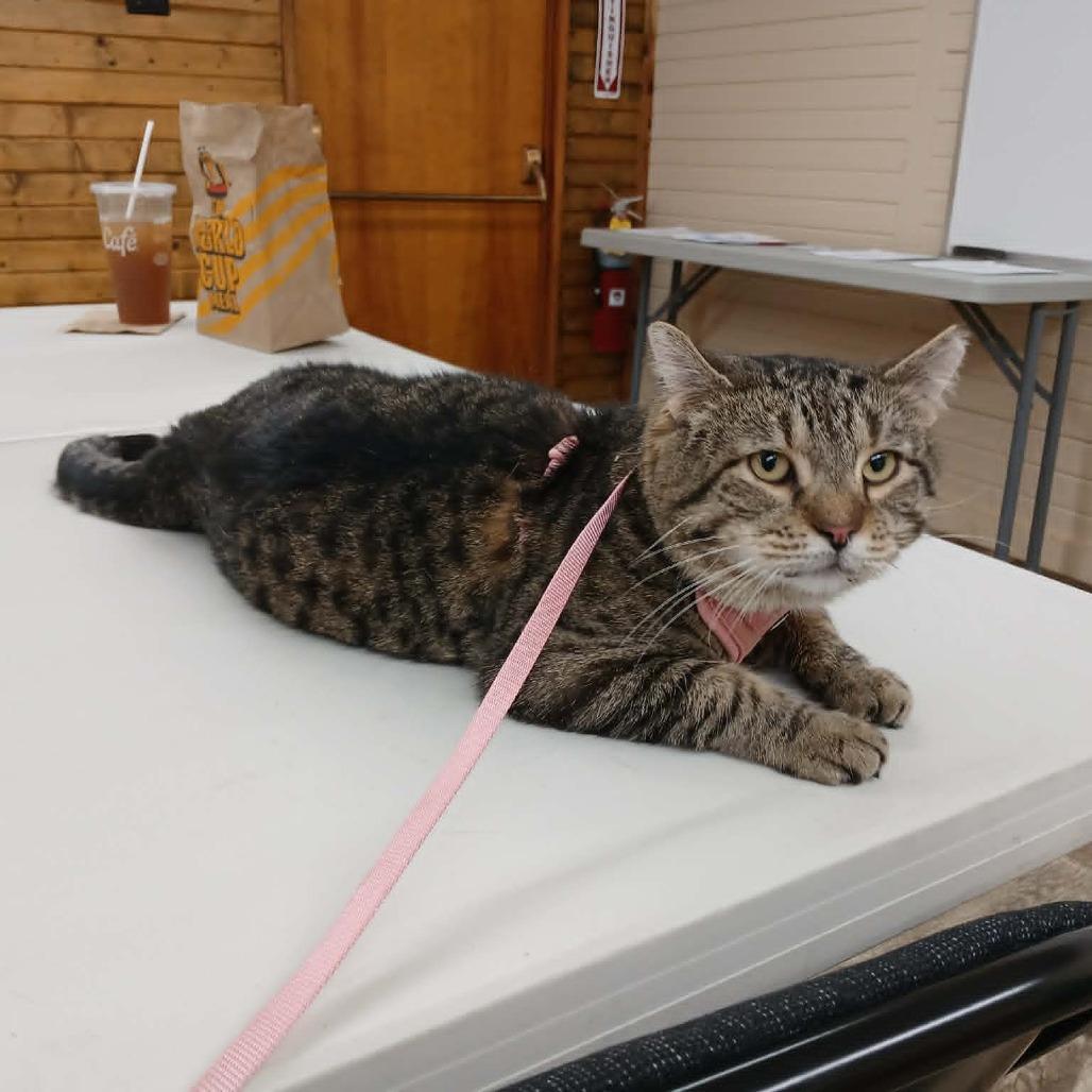Enlarge Giacamo, a Adoptable Domestic Short Hair in Richmond, IN image 3/5