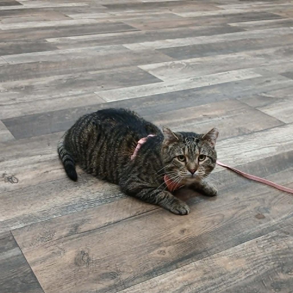 Enlarge Giacamo, a Adoptable Domestic Short Hair in Richmond, IN image 4/5