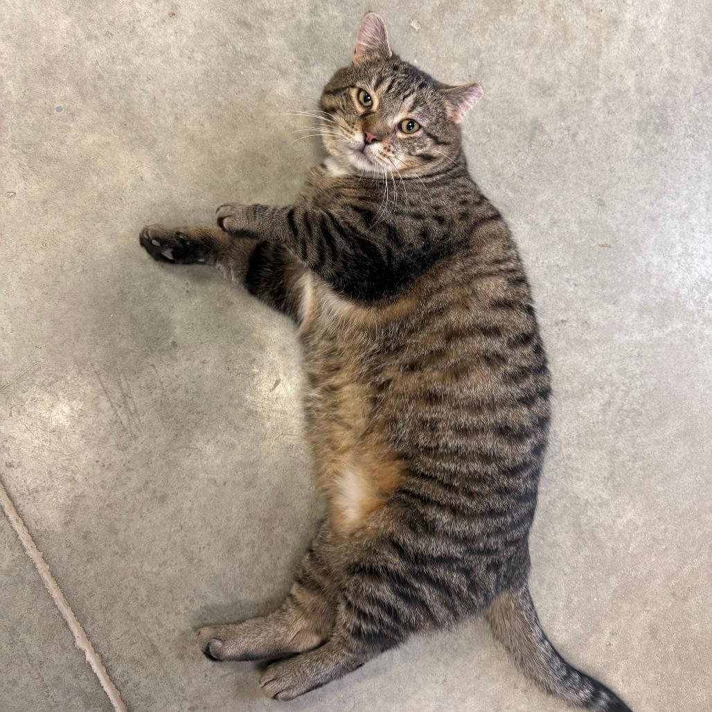 Giacamo, a Adoptable Domestic Short Hair in Richmond, IN image 5/6