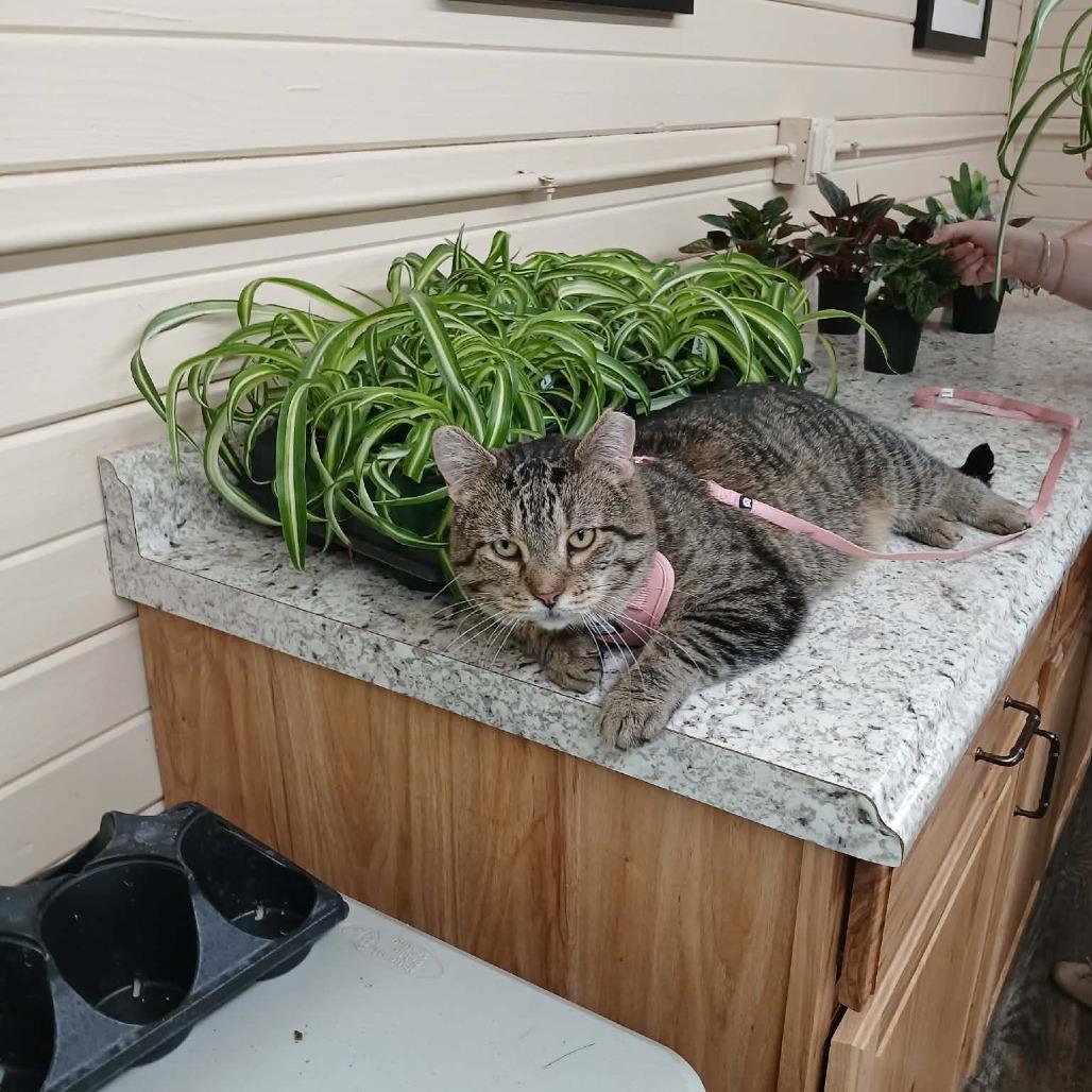 Enlarge Giacamo, a Adoptable Domestic Short Hair in Richmond, IN image 5/5