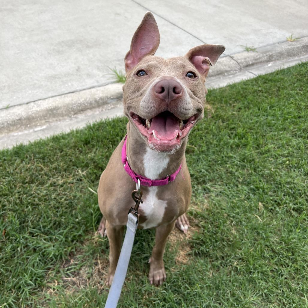 Effie May, a Adoptable Mixed Breed in Jacksonville, FL image 1/4