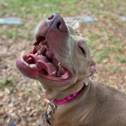 Effie May, a Adoptable Mixed Breed in Jacksonville, FL image 2/4