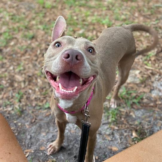 Effie May, a Adoptable Mixed Breed in Jacksonville, FL image 3/4