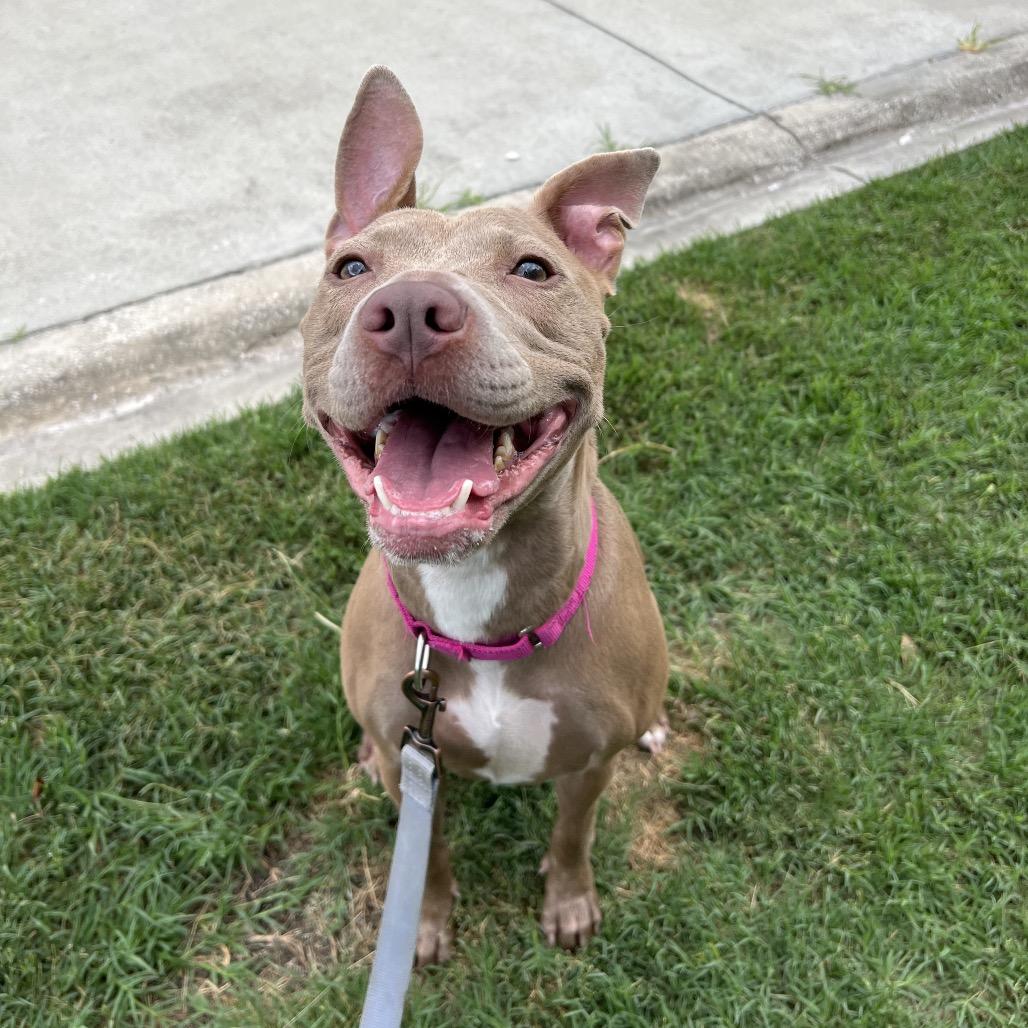 Effie May, a Adoptable Mixed Breed in Jacksonville, FL image 4/4