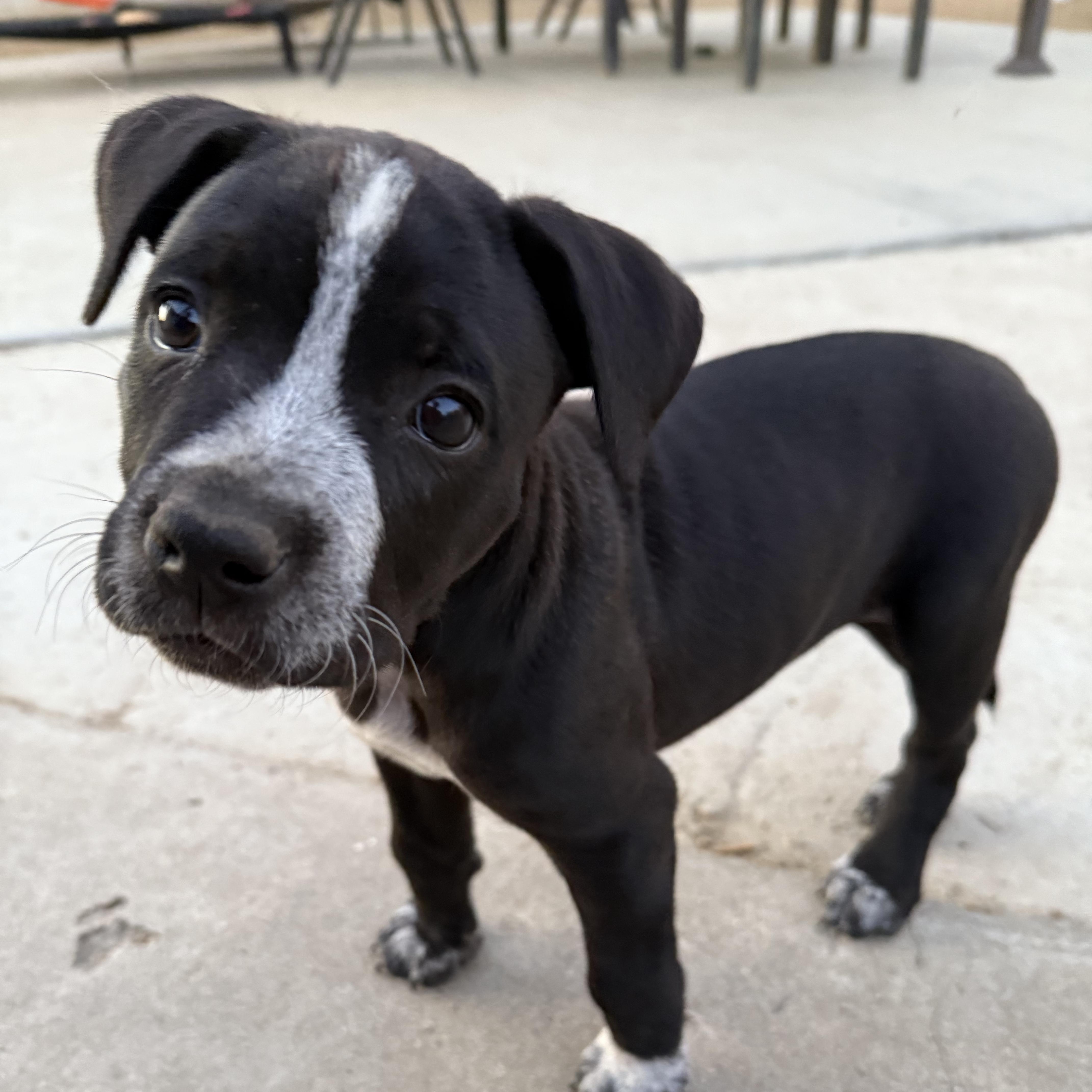 Rain, Baby Female Pit Bull Terrier