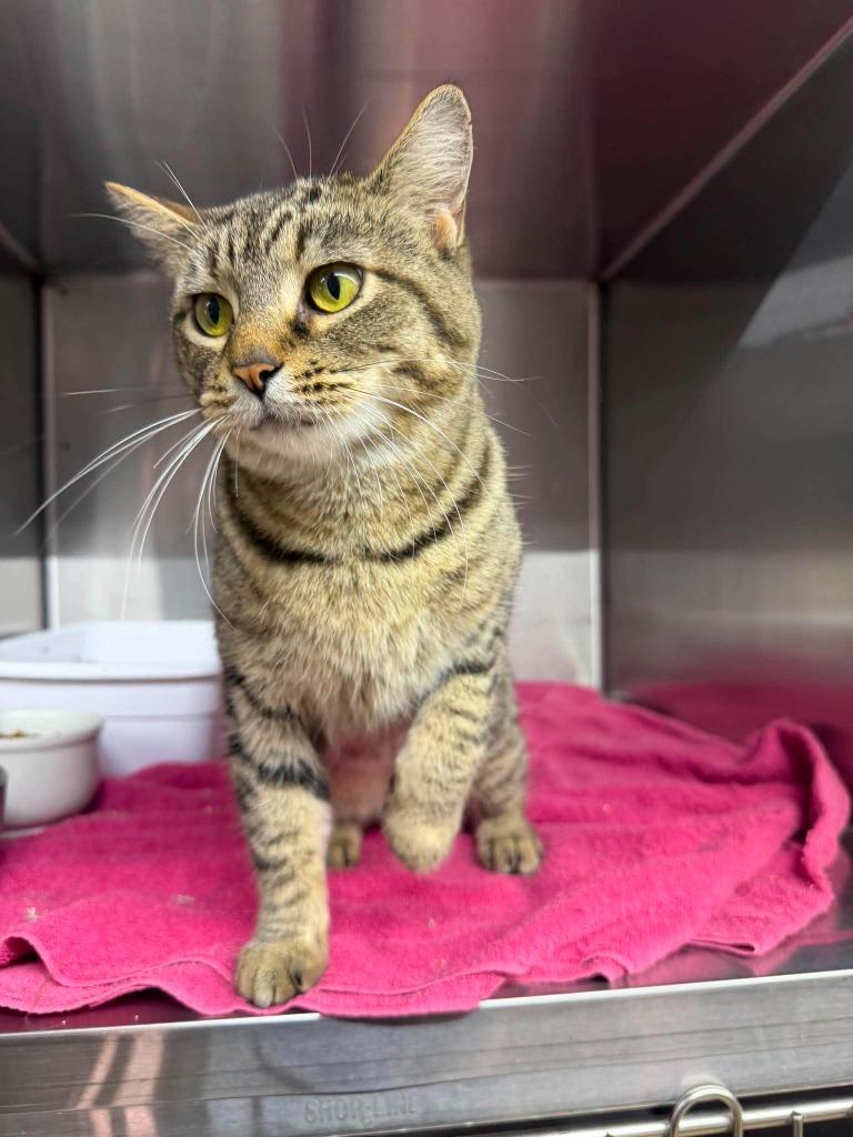 Velma, Adoptable, Young Female Domestic Short Hair.