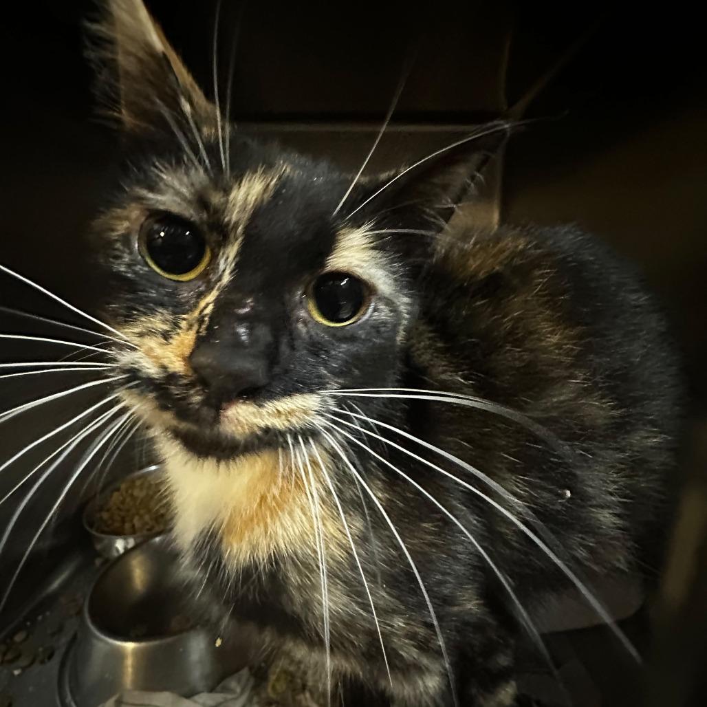 Wacky Dash, Adoptable, Adult Female Domestic Short Hair.