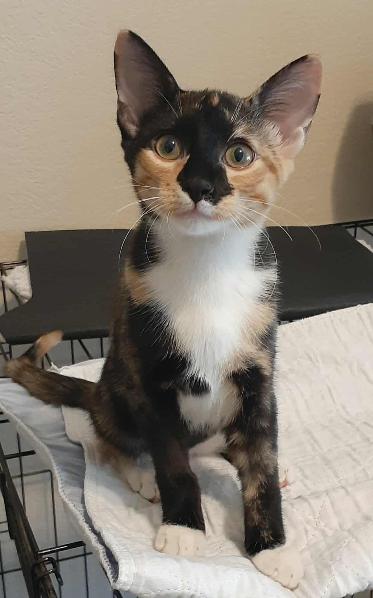 Enlarge Apple, a Adopted mixed breed in Coppell, TX image 2/3