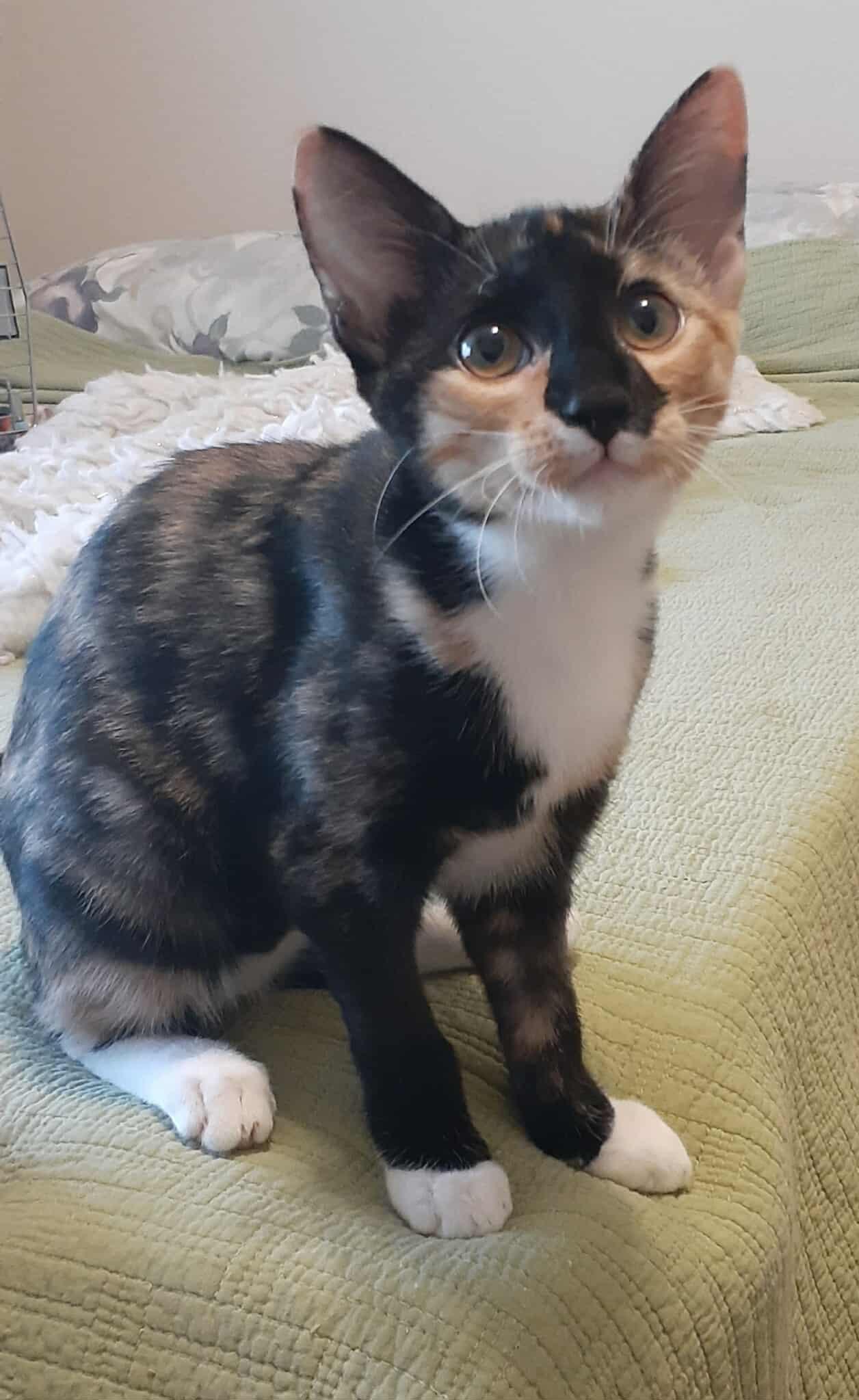 Enlarge Apple, a Adopted mixed breed in Coppell, TX image 3/3