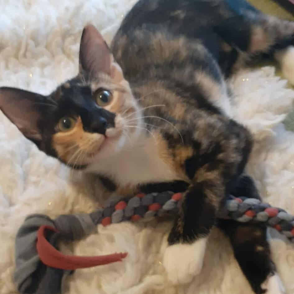 Apple, Adopted, Kitten Female Domestic Short Hair & Calico.