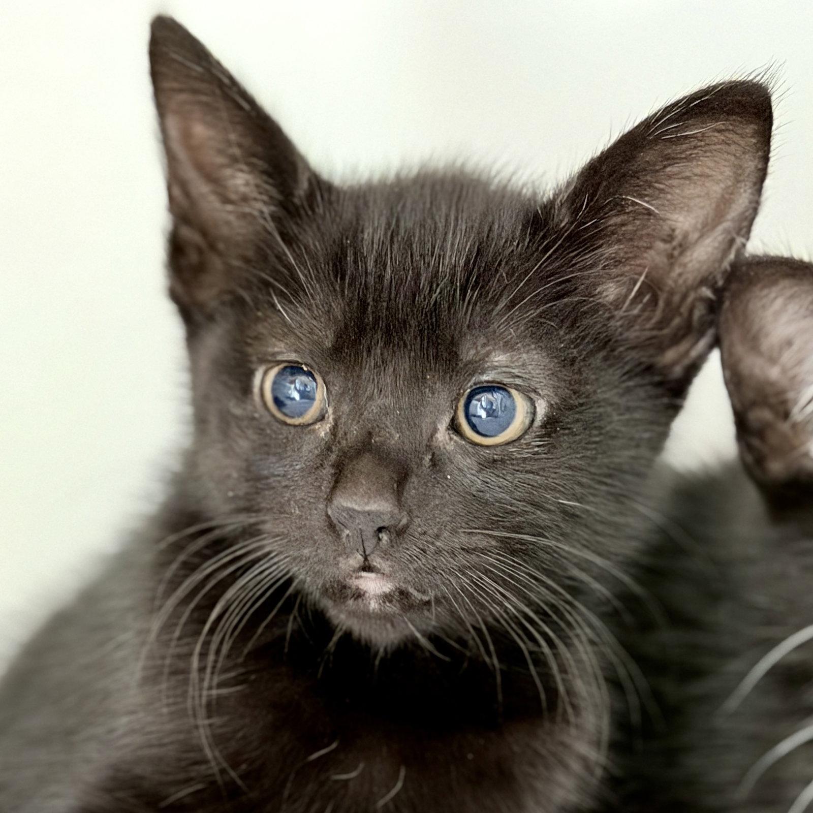 Enlarge Pensacola, a Adoptable mixed breed in Oakland, CA image 2/3