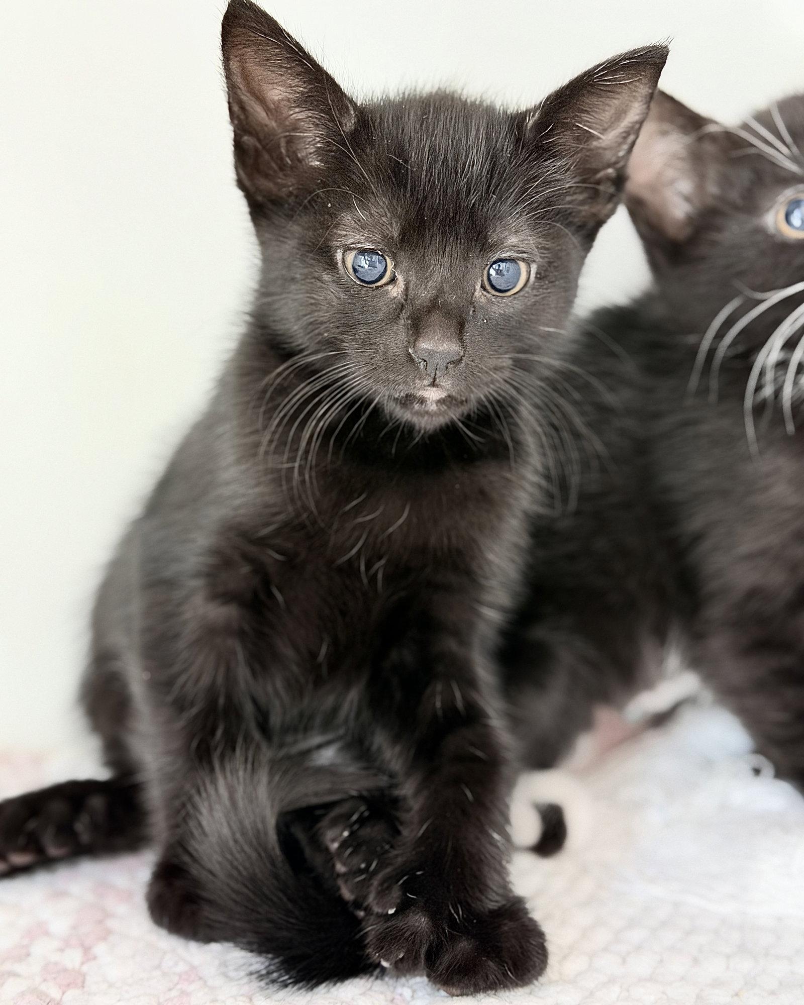Enlarge Pensacola, a Adoptable mixed breed in Oakland, CA image 3/3