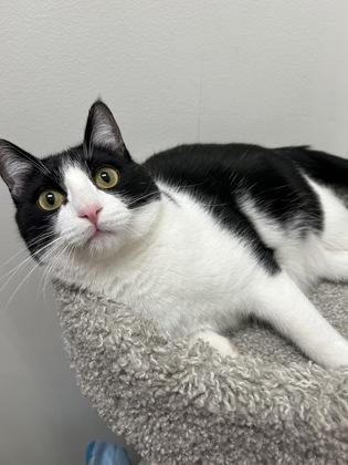 Enlarge Stitch, a Adoptable Domestic Short Hair in Romeoville, IL image 1/6