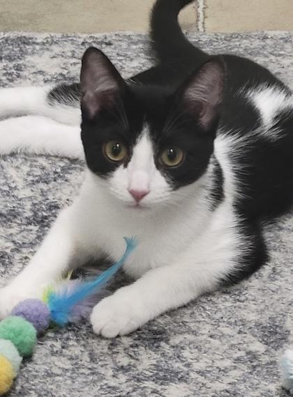 Enlarge Stitch, a Adoptable Domestic Short Hair in Romeoville, IL image 1/3