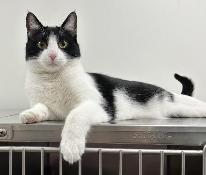 Enlarge Stitch, a Adoptable Domestic Short Hair in Romeoville, IL image 3/6