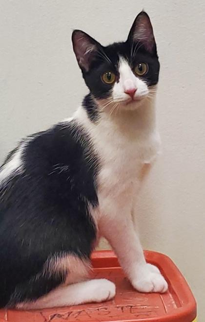 Enlarge Stitch, a Adoptable Domestic Short Hair in Romeoville, IL image 2/3