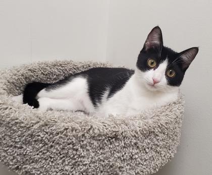 Enlarge Stitch, a Adoptable Domestic Short Hair in Romeoville, IL image 2/3