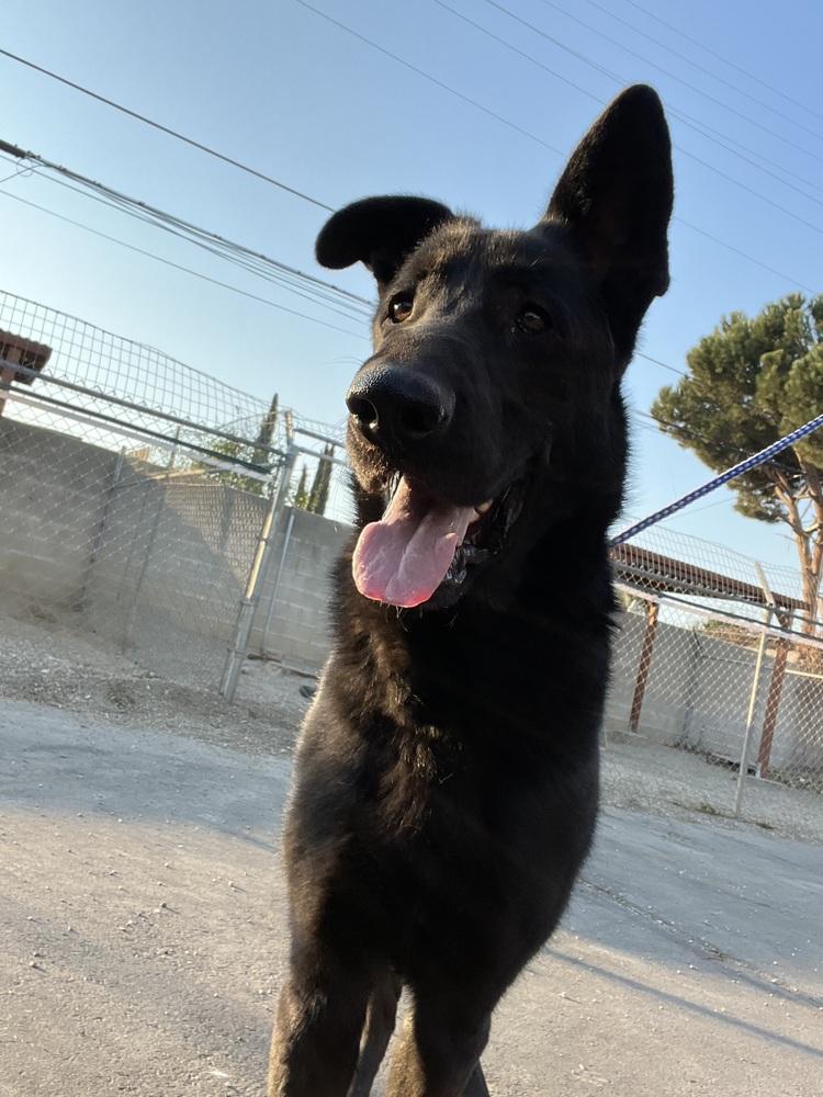 Charles, Adoptable, Adult Male German Shepherd Dog.