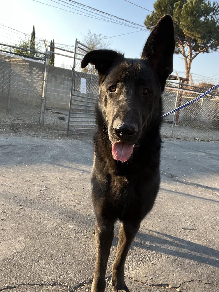 Enlarge Charles, a Adoptable German Shepherd Dog in Ontario, CA image 2/5