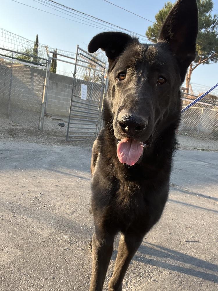 Enlarge Charles, a Adoptable German Shepherd Dog in Ontario, CA image 3/5