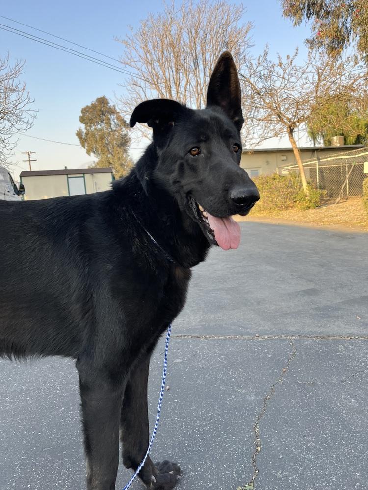 Enlarge Charles, a Adoptable German Shepherd Dog in Ontario, CA image 4/5