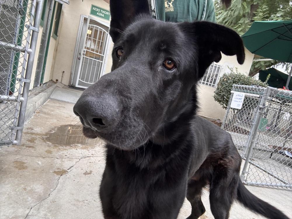 Enlarge Charles, a Adoptable German Shepherd Dog in Ontario, CA image 5/5