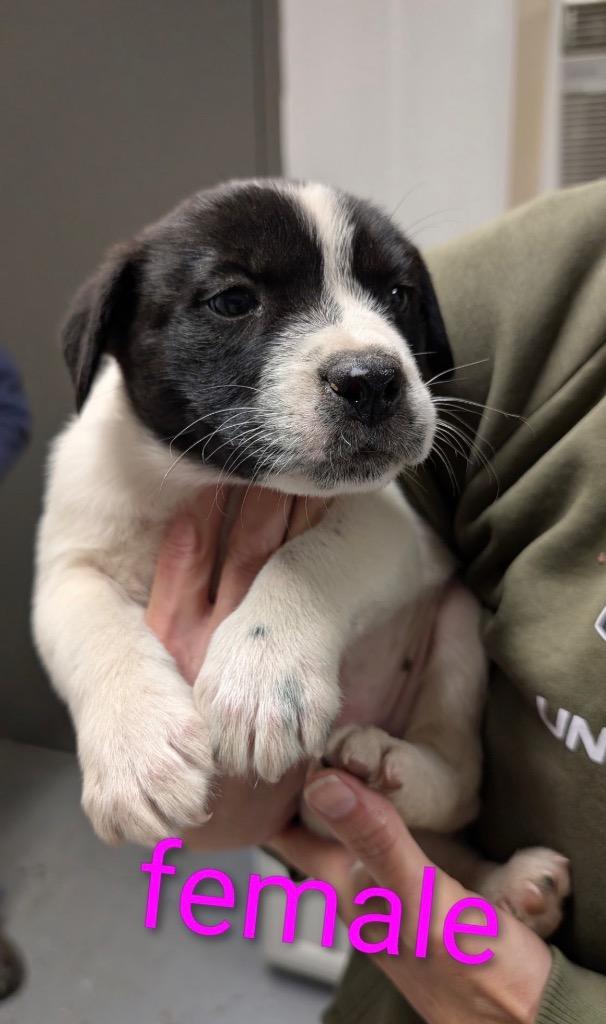 Enlarge LG-Halsey, a Adoptable mixed breed in Seven Points, TX image 1/1