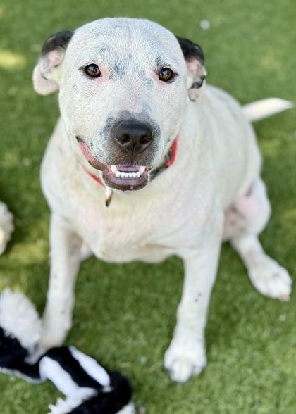 Leo, an adoptable Pit Bull Terrier in Red Bluff, CA, 96080 | Photo Image 2