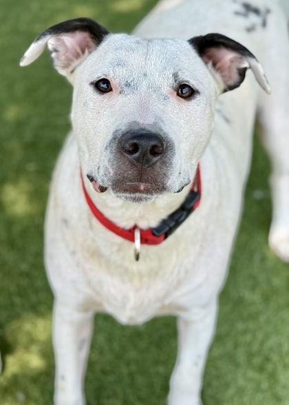 Leo, an adoptable Pit Bull Terrier in Red Bluff, CA, 96080 | Photo Image 1